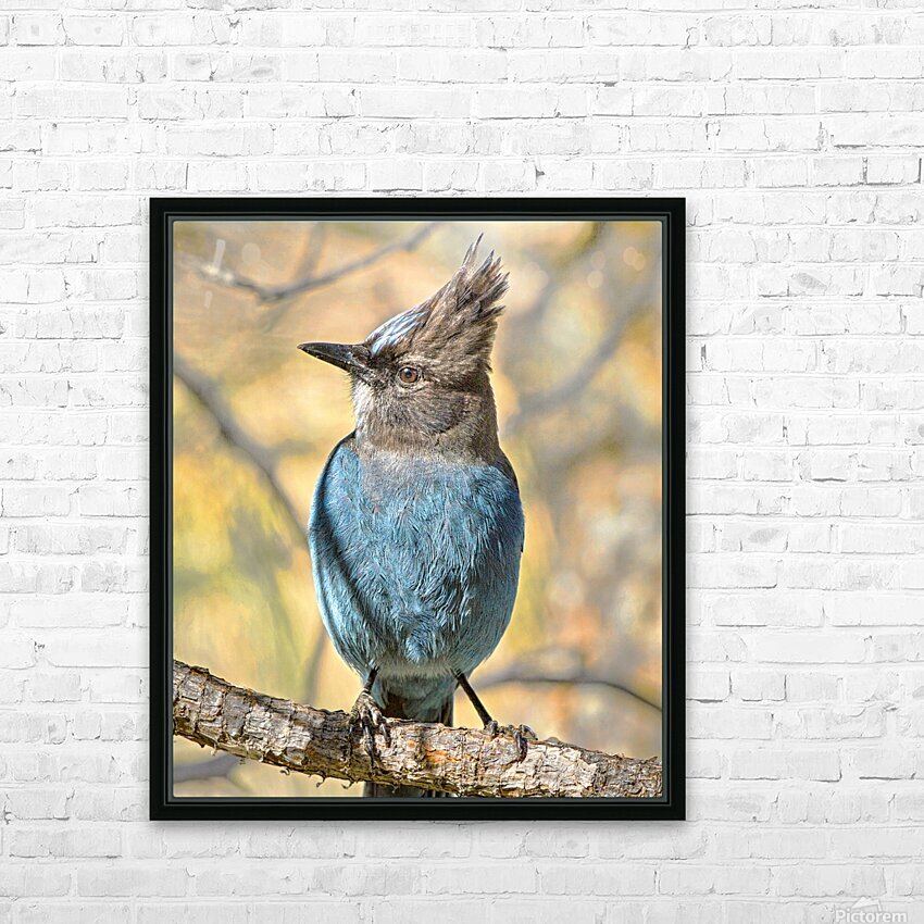 Steller Jay HD Sublimation Metal print with Decorating Float Frame (BOX)