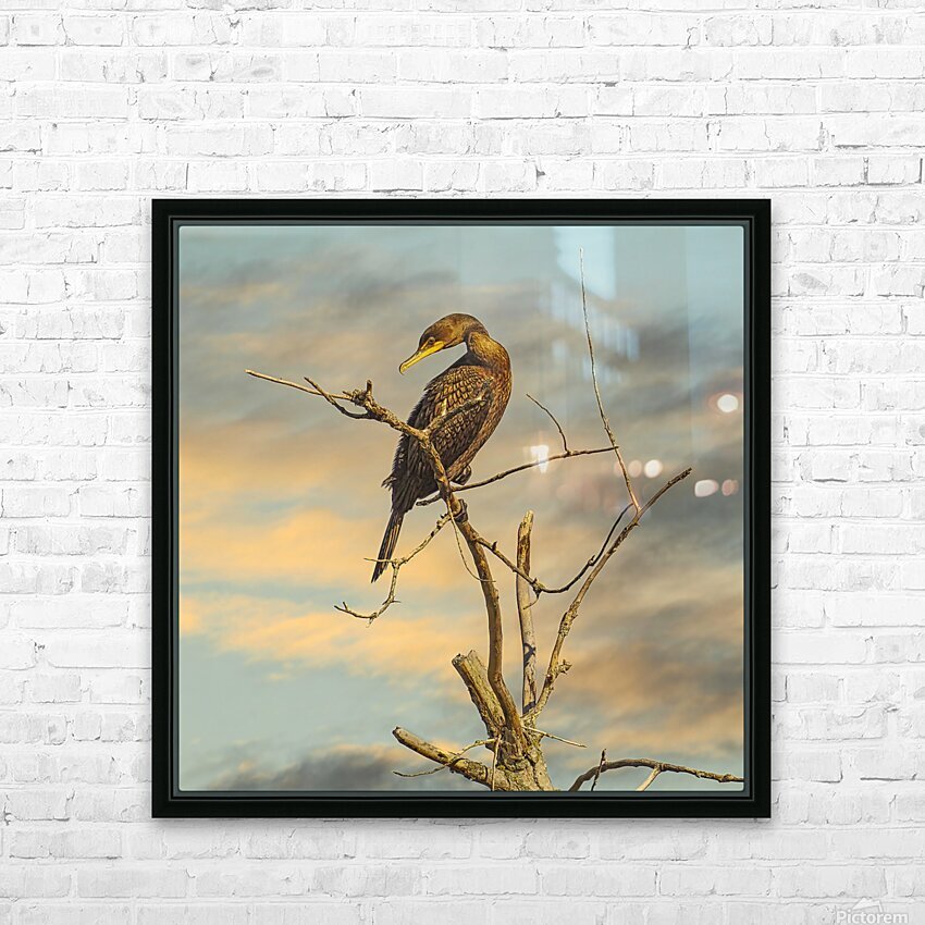 Cormorant HD Sublimation Metal print with Decorating Float Frame (BOX)