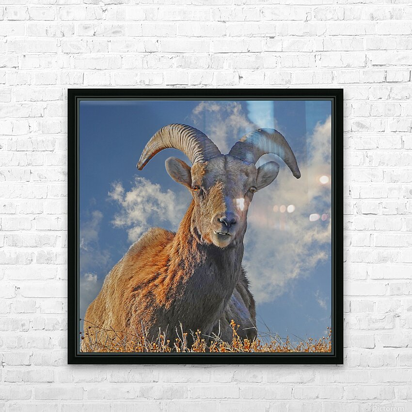Bighorn Sheep grazing HD Sublimation Metal print with Decorating Float Frame (BOX)