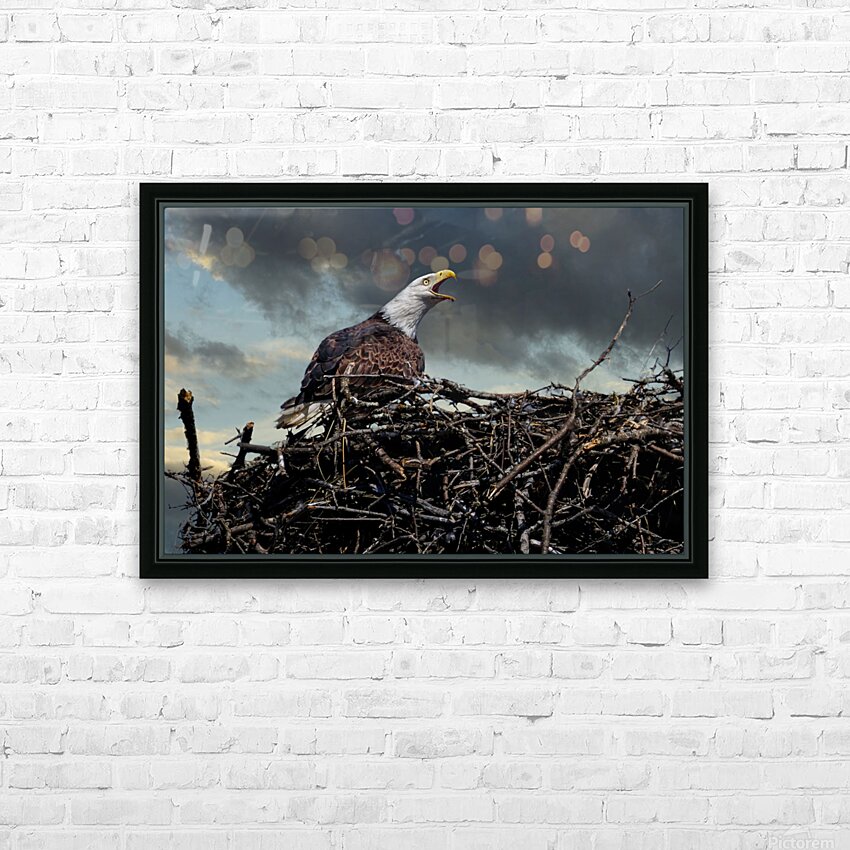 Eagle on nest HD Sublimation Metal print with Decorating Float Frame (BOX)