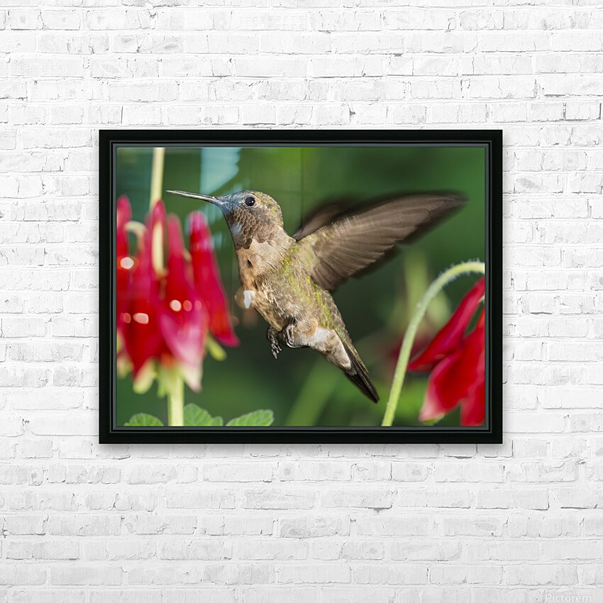 Hummer in the red HD Sublimation Metal print with Decorating Float Frame (BOX)