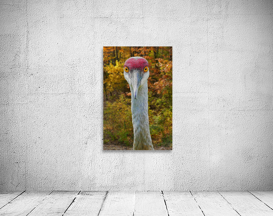Big Eyes Sandhill Crane by Jim Radford