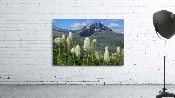 Bear Grass Fields by Jim Radford