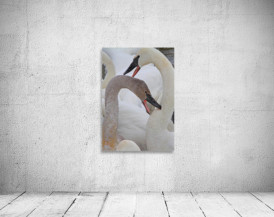 Pecking Trumpets Wall Preview