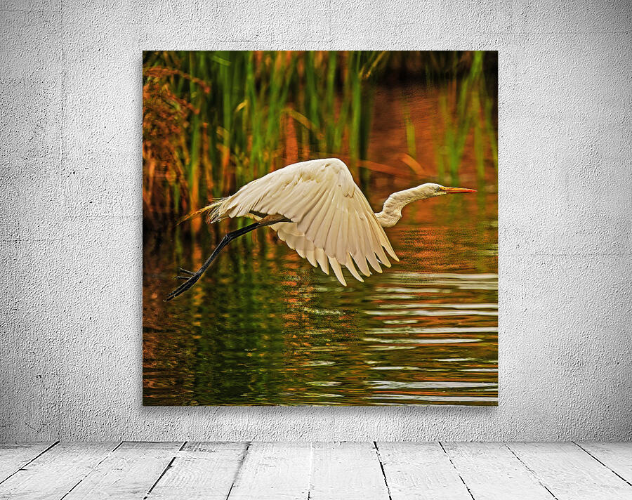 Egret in Flight by Jim Radford