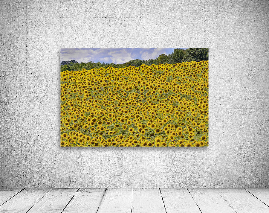 Flower fields Wall Preview