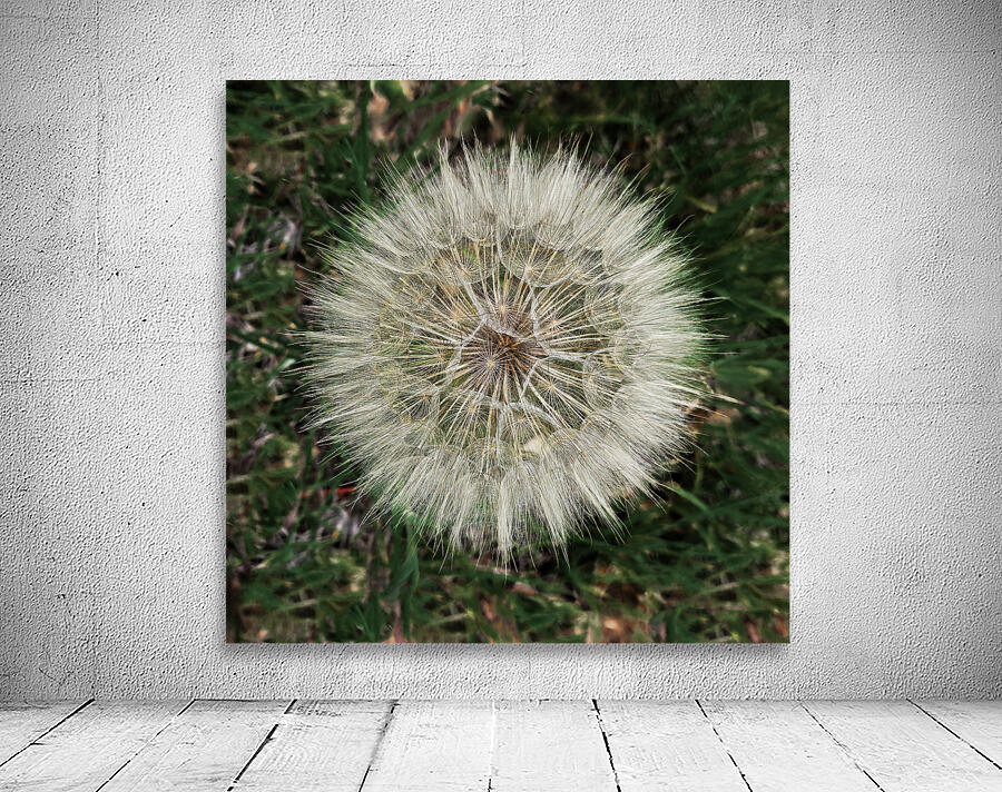 Dandelion Blow-ball Wall Preview