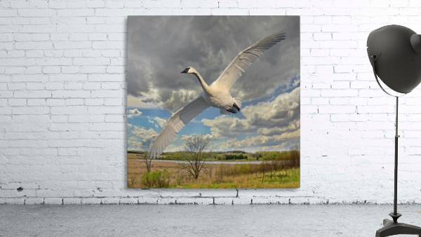 Swan on the Wing by Jim Radford