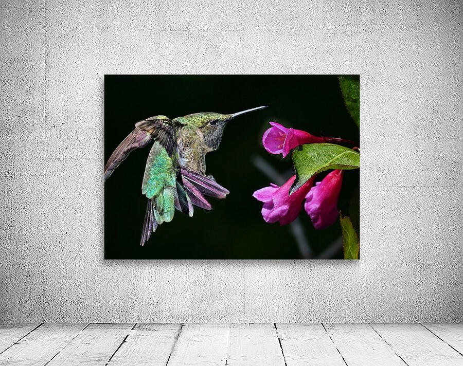 Hovering Hummer by Jim Radford