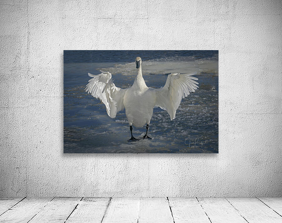 Embracing Swan by Jim Radford