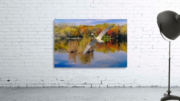 Landing Swan by Jim Radford