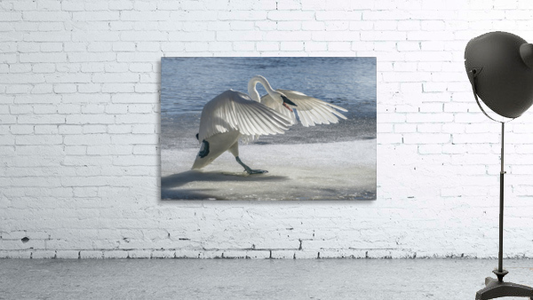 Swan on Guard by Jim Radford