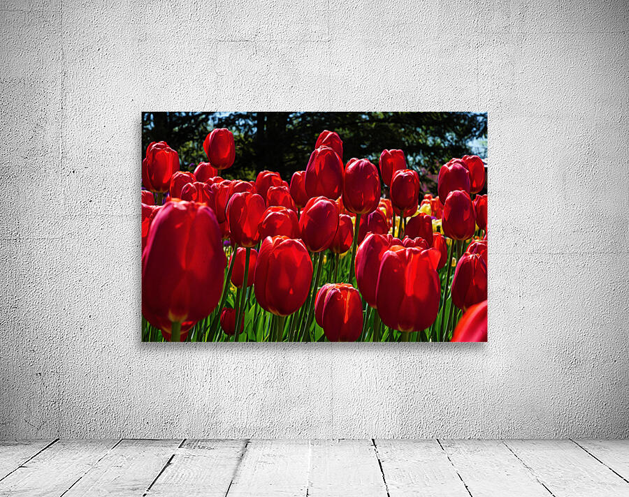 Red tulip parade  by Jim Radford