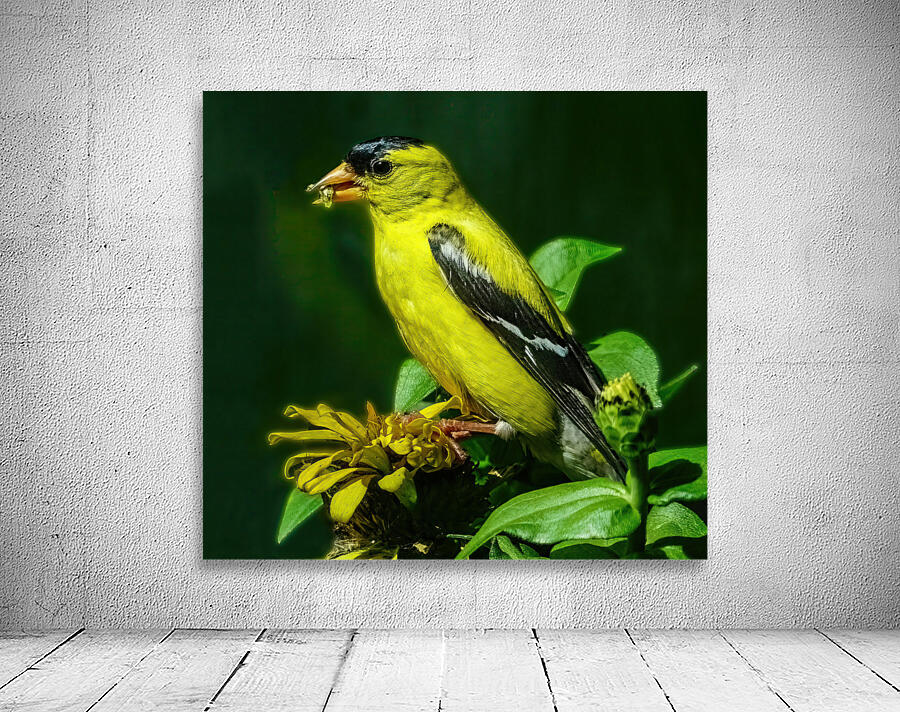 Goldfinch Feeding Wall Preview