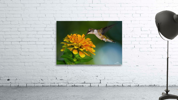 Hummer seeks the nectar Wall Preview