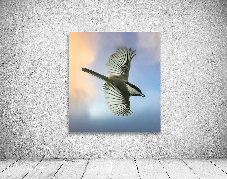 Chickadee on the wing Wall Preview
