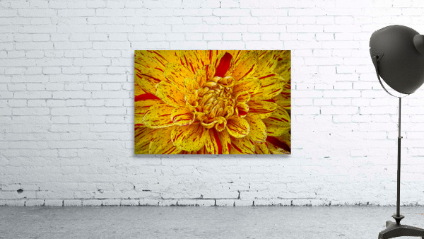 Multicolored Dahlia Wall Preview