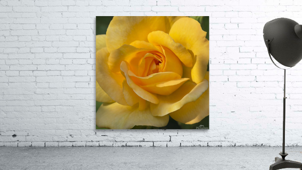 Yellow rose Wall Preview