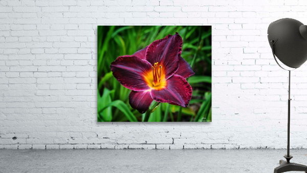 Purple Lily Wall Preview