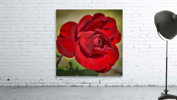 Red Tea Rose Wall Preview