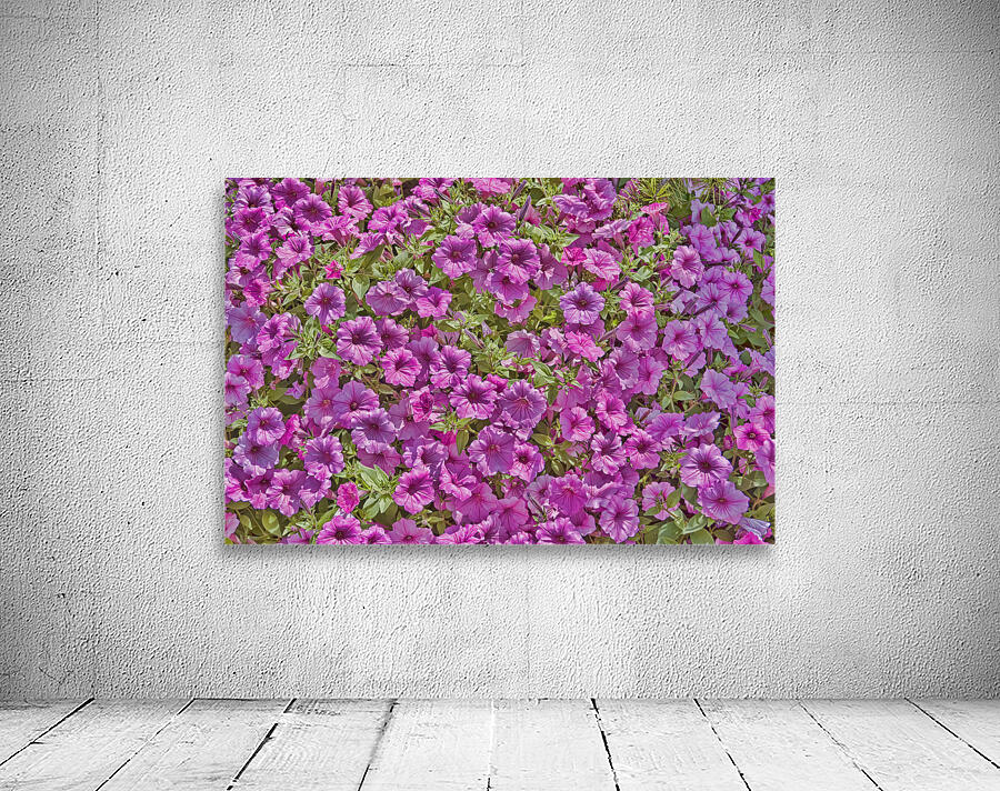 Pansy Garden Wall Preview