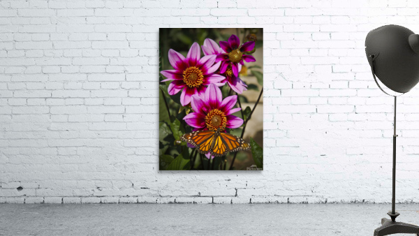 Dahlia flower and monarch Wall Preview