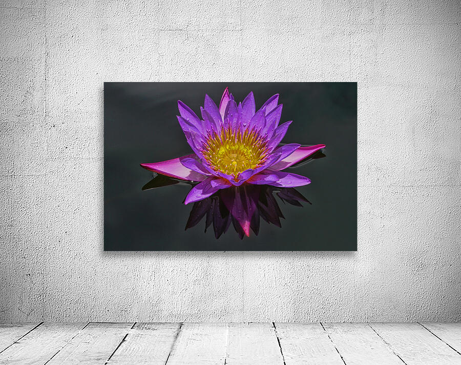 Purple pond Lilly Wall Preview