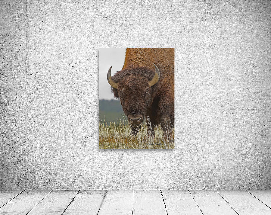 Bull bison Wall Preview