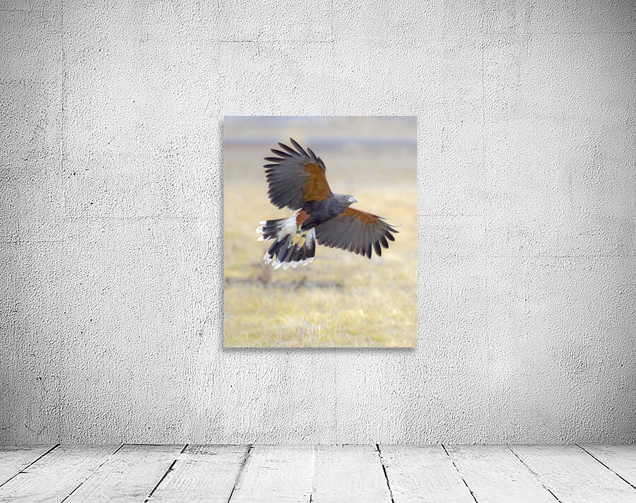 Harris hawk on the wing by Jim Radford