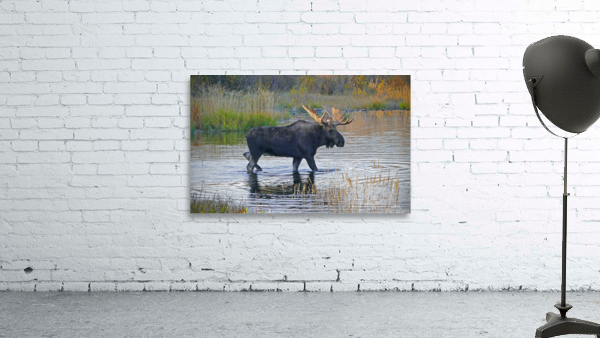 Bull moose in Wyoming Wall Preview