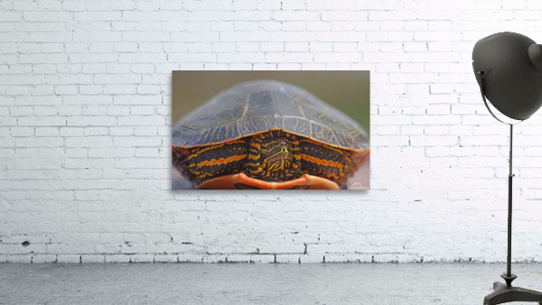 PaintedTurtle Wall Preview