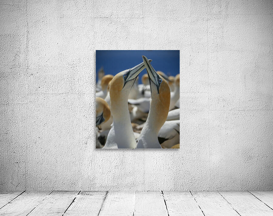 Northern Gannet Wall Preview
