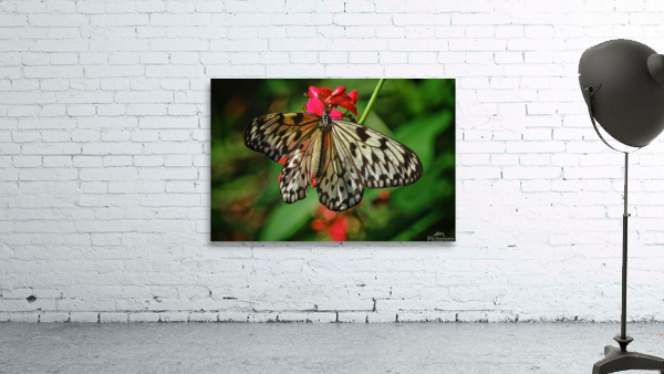 Paper kite butterfly by Jim Radford