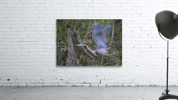 Everglades heron Wall Preview