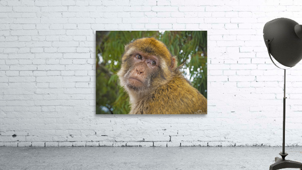 Barbary Macaques Monkey Wall Preview