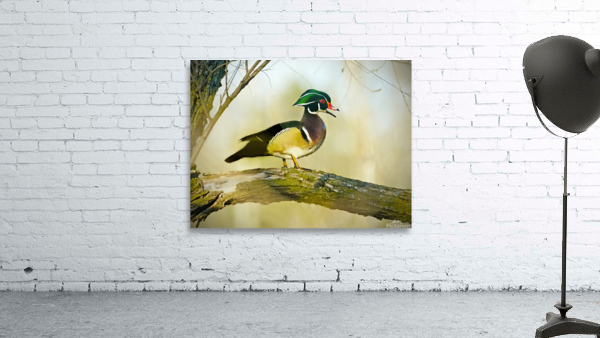 Wood duck Wall Preview