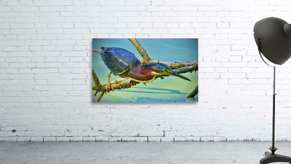  Green Heron Wall Preview