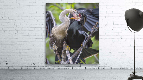 Anhinga at lunch Wall Preview