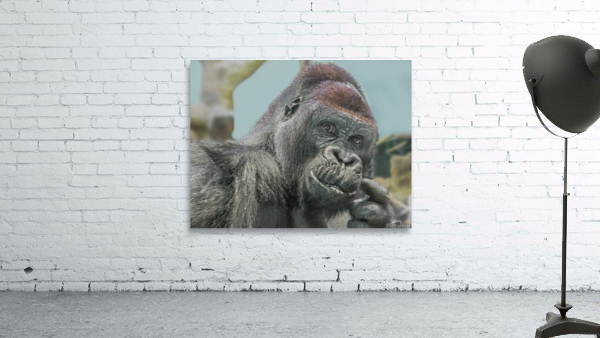 Gorilla Wall Preview