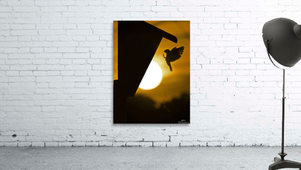 Tree Swallow Wall Preview