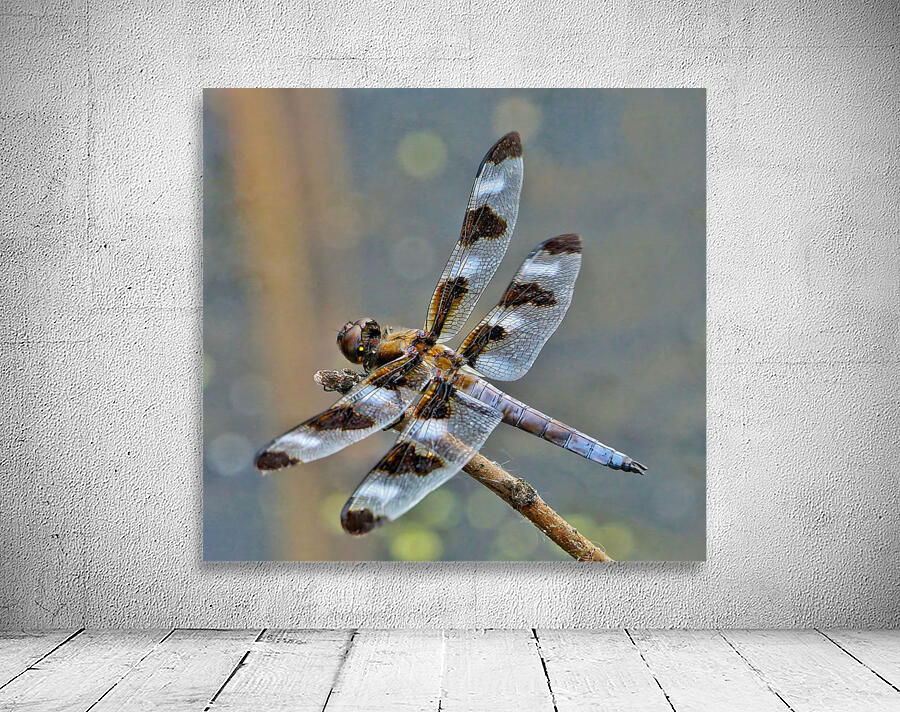  12-spot skimmer dragonfly by Jim Radford