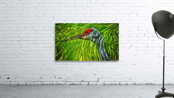  Reflections of sandhill crane  Wall Preview