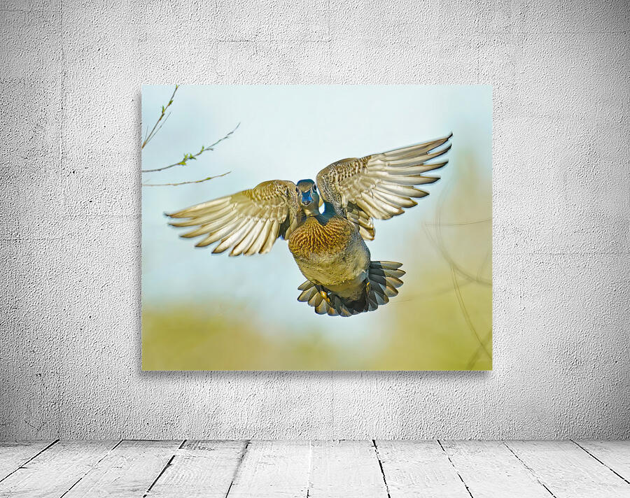 Colorful Wood duck landing Wall Preview