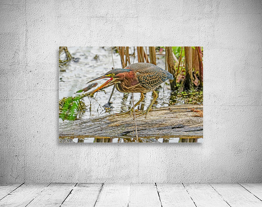 Green Heron doing dinner  by Jim Radford