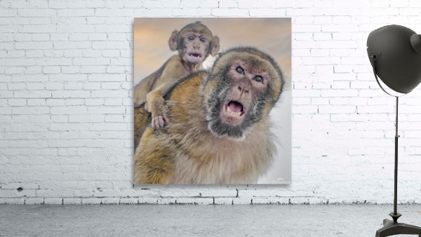  Barbary Macaques Monkey by Jim Radford