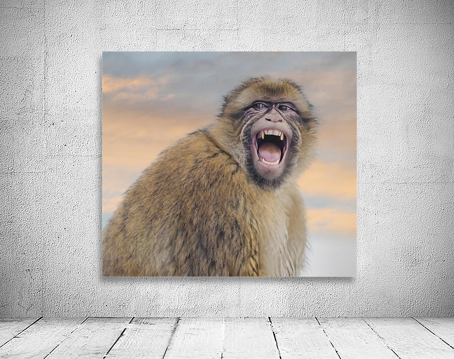  Barbary Macaques Monkey Wall Preview