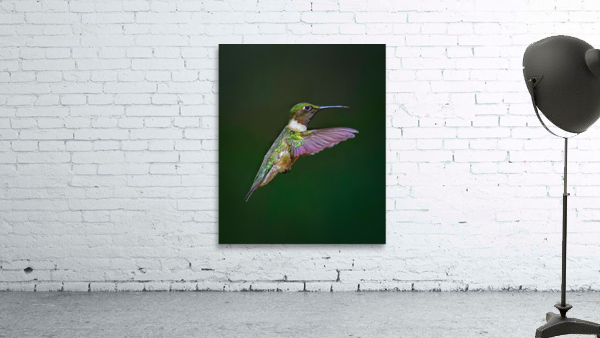 Ruby-throated hummingbird Wall Preview