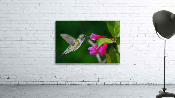 Hummer on flower Wall Preview