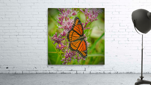 Monarch with spread wings by Jim Radford