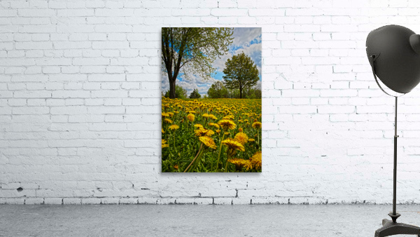 A crowd of dandelion Wall Preview